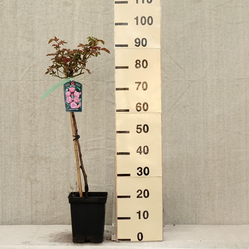 Amostra de Roseira padrão Heidi Klum Rose Vaso de 7,5 L/10 L, Haste tal como entregue na primavera