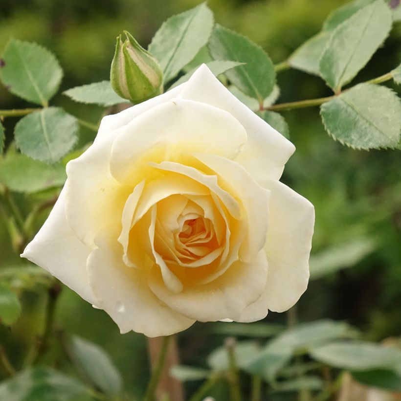 Roseira padrão Honeymilk (Floração)