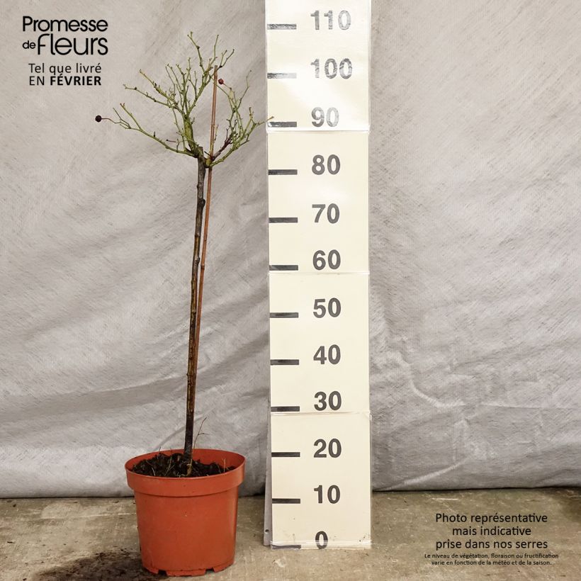 Amostra de Rosier Tige Honeymilk  Pot de 7,5L/10L tal como entregue no inverno