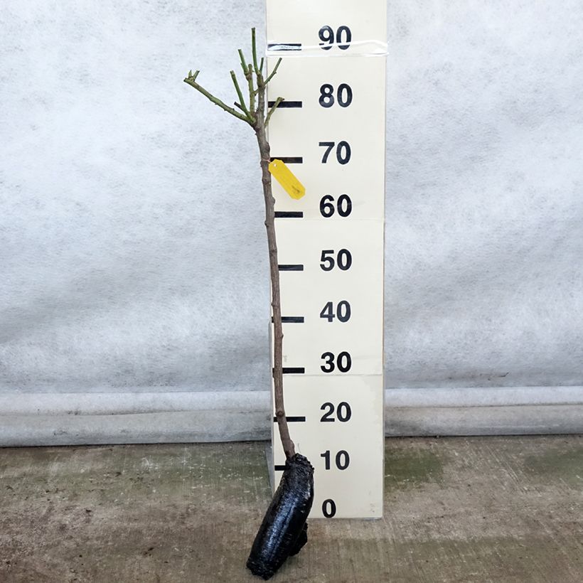 Amostra de Rosier tige Iceberg (Fée des neiges) Grandes Racines nues tal como entregue no inverno