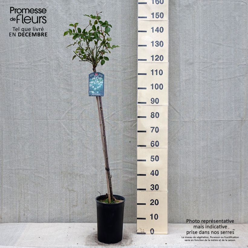 Amostra de Roseira padrão Iceberg Vaso de 7,5 L/10 L, Haste tal como entregue no outono