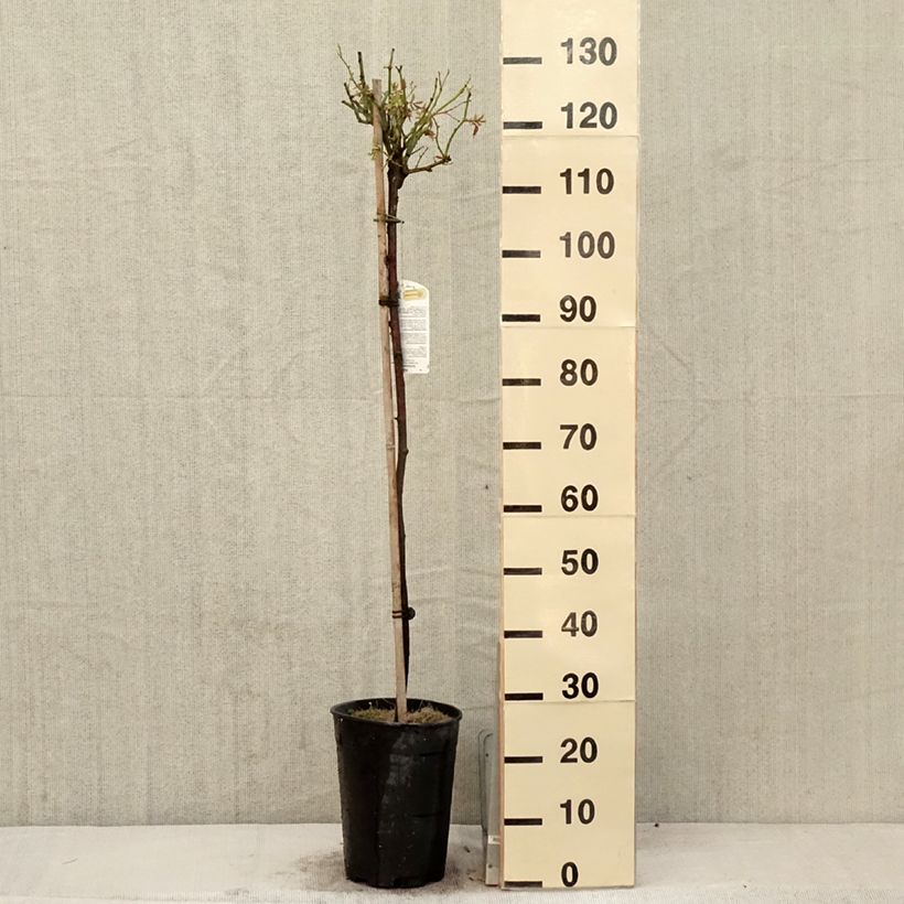 Amostra de Roseira padrão Iceberg Vaso de 7,5 L/10 L, Haste tal como entregue na primavera