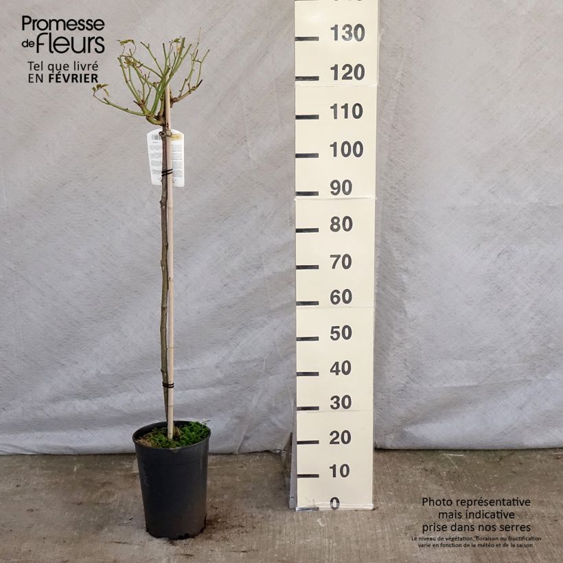 Amostra de Rosier tige Iceberg (Fée des neiges) Pot de 7,5L/10L tal como entregue no inverno