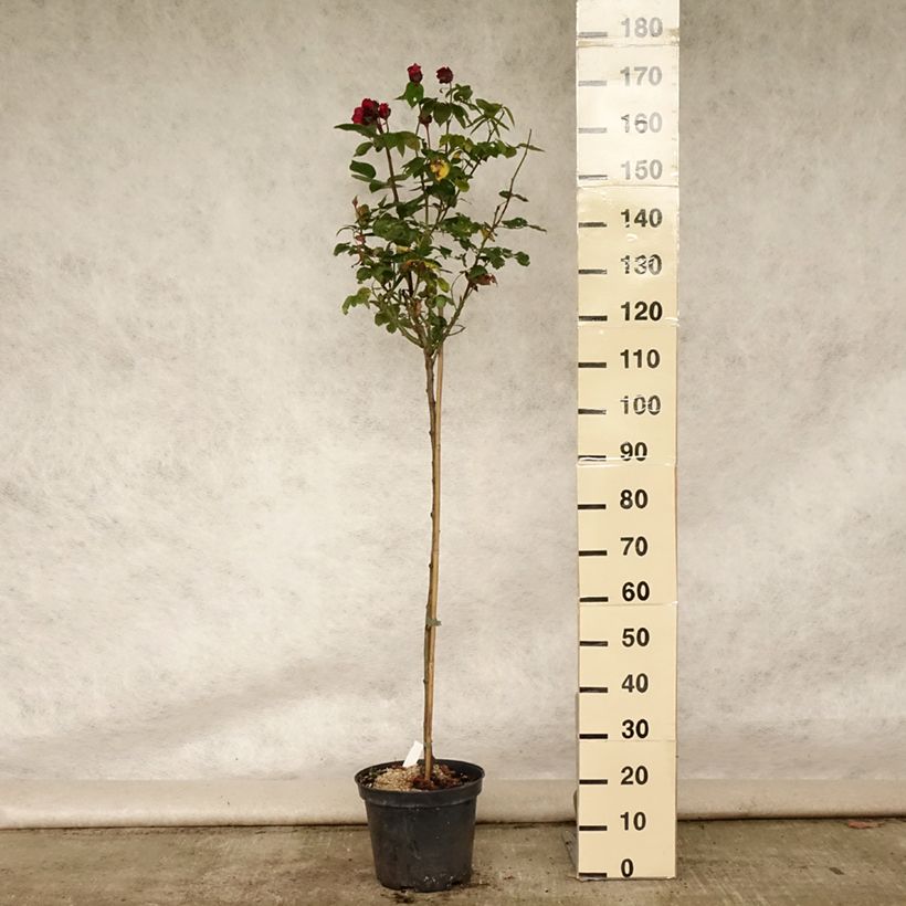 Amostra de Roseira padrão Ingrid Bergman Vaso de 7,5 L/10 L, Haste tal como entregue no verão