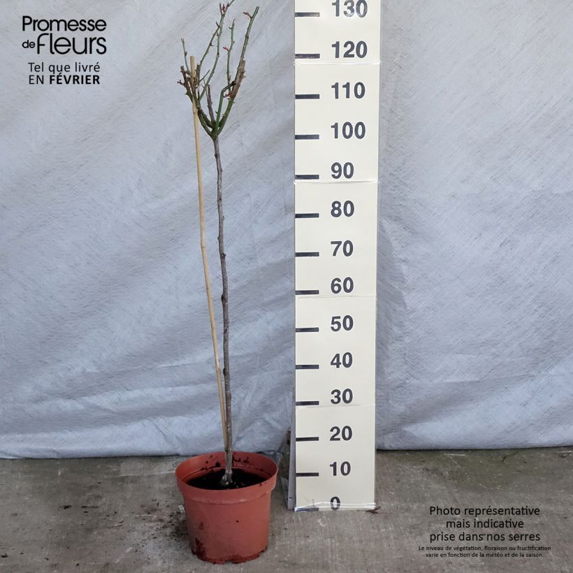 Amostra de Rosier tige Ingrid Bergman Vaso de 7,5 L/10 L, Haste tal como entregue no inverno