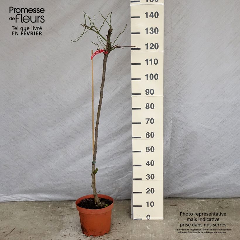 Amostra de Rosier tige Kadora Decorosier Vaso de 7,5 L/10 L, Haste tal como entregue no inverno