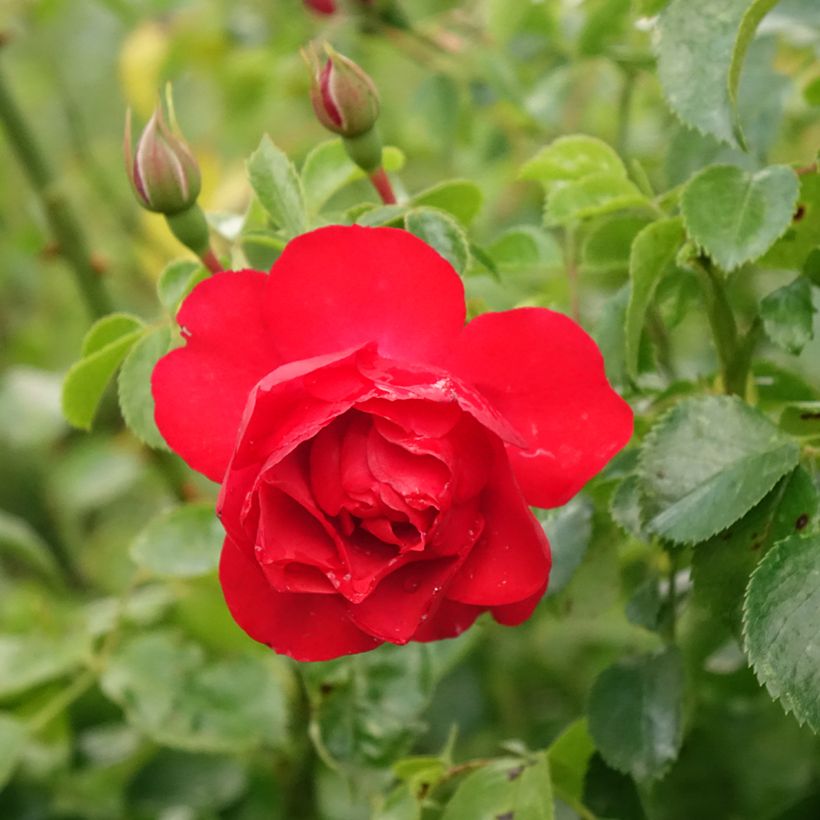 Roseira padrão Flower Carpet Scarlet (Floração)