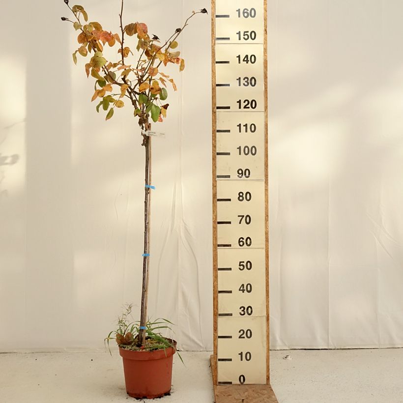 Amostra de Roseira padrão Landora Vaso de 7,5 L/10 L, Haste tal como entregue no outono