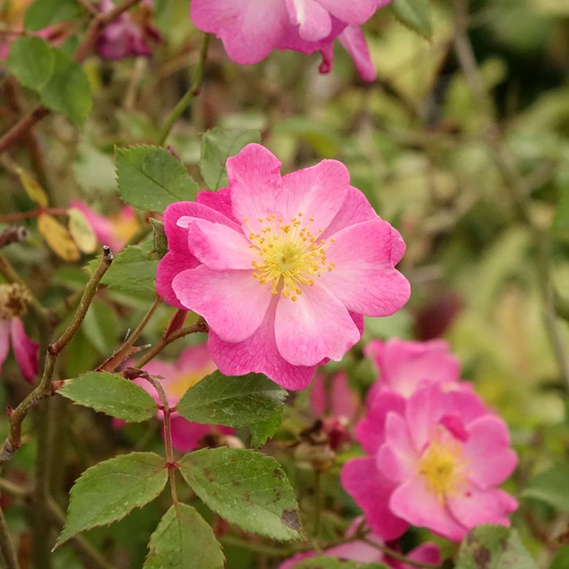 Roseira padrão Lavender Dream (Folhagem)