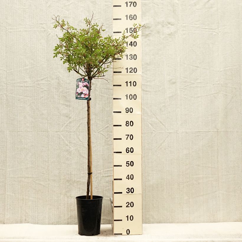 Amostra de Rosier tige Lavender Dream Vaso de 7,5 L/10 L, Haste tal como entregue na primavera