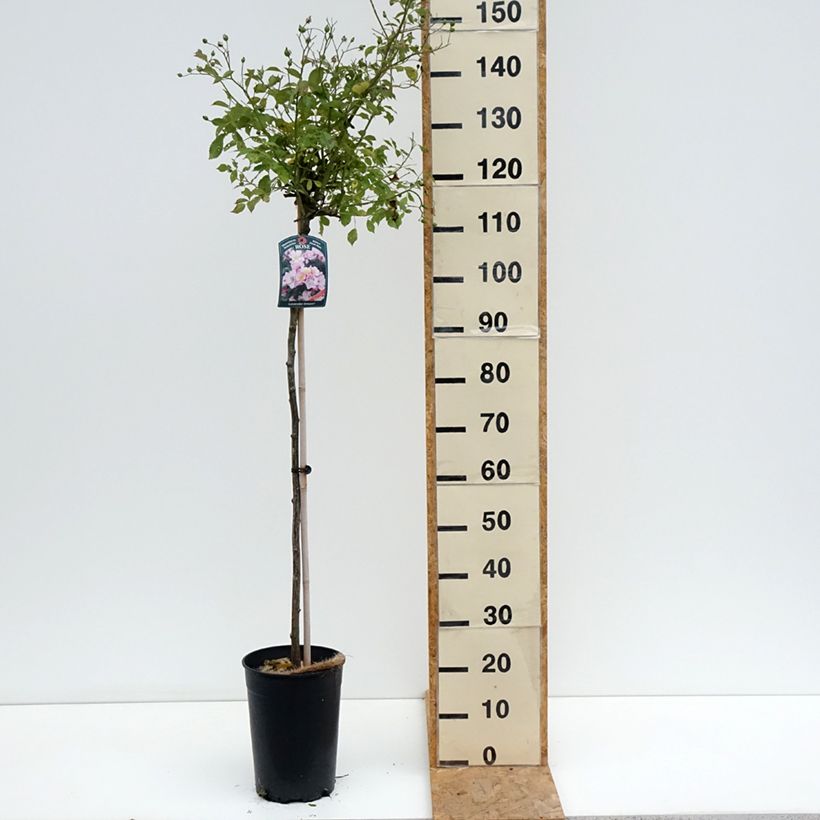 Amostra de Roseira padrão Lavender Dream Vaso de 7,5 L/10 L, Haste tal como entregue no verão