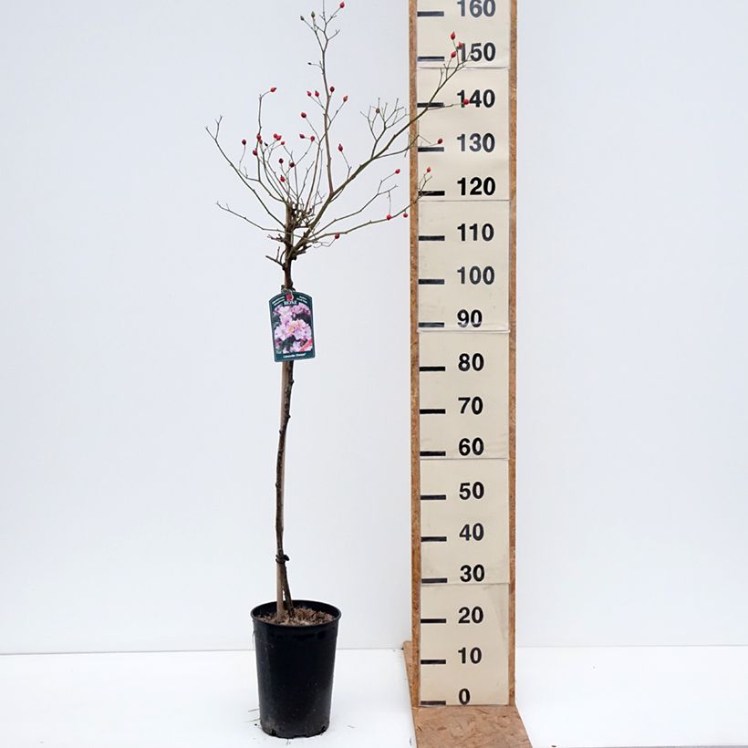 Amostra de Roseira padrão Lavender Dream Vaso de 7,5 L/10 L, Haste tal como entregue no outono