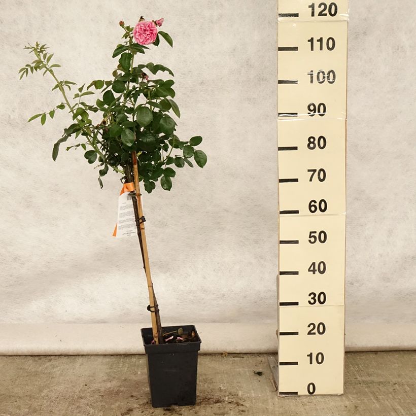 Amostra de Roseira padrão Leonardo da Vinci Vaso de 4 L/5 L, Haste tal como entregue no verão