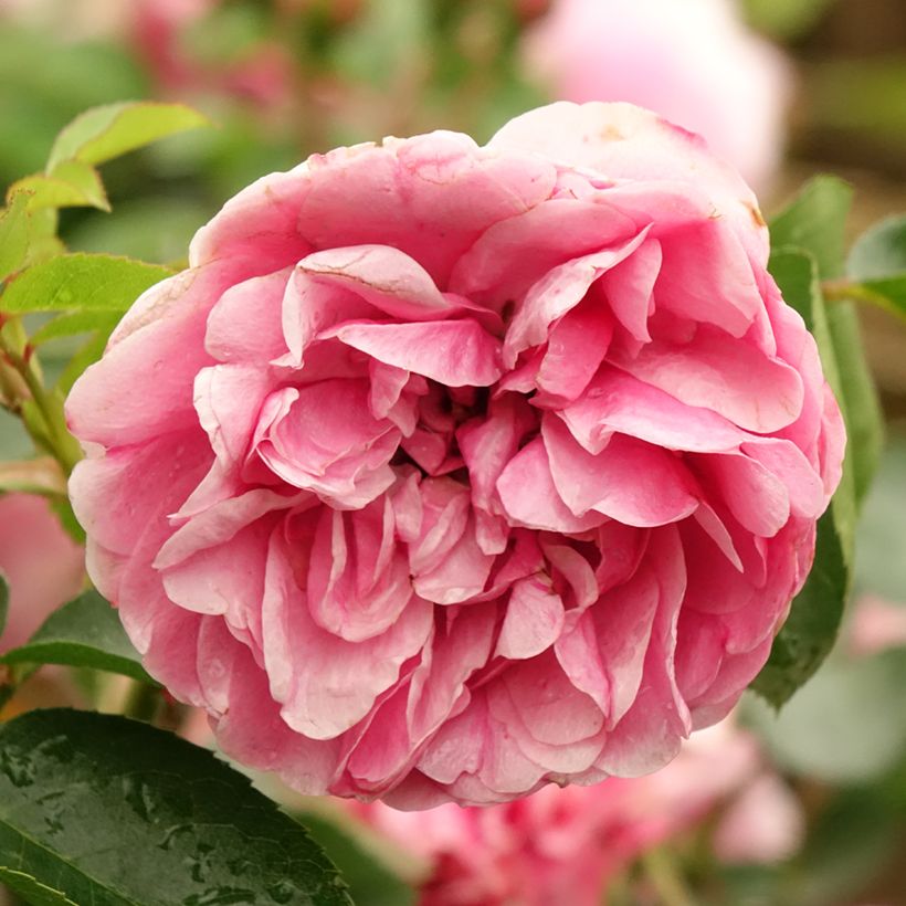 Roseira padrão Leonardo da Vinci (Floração)
