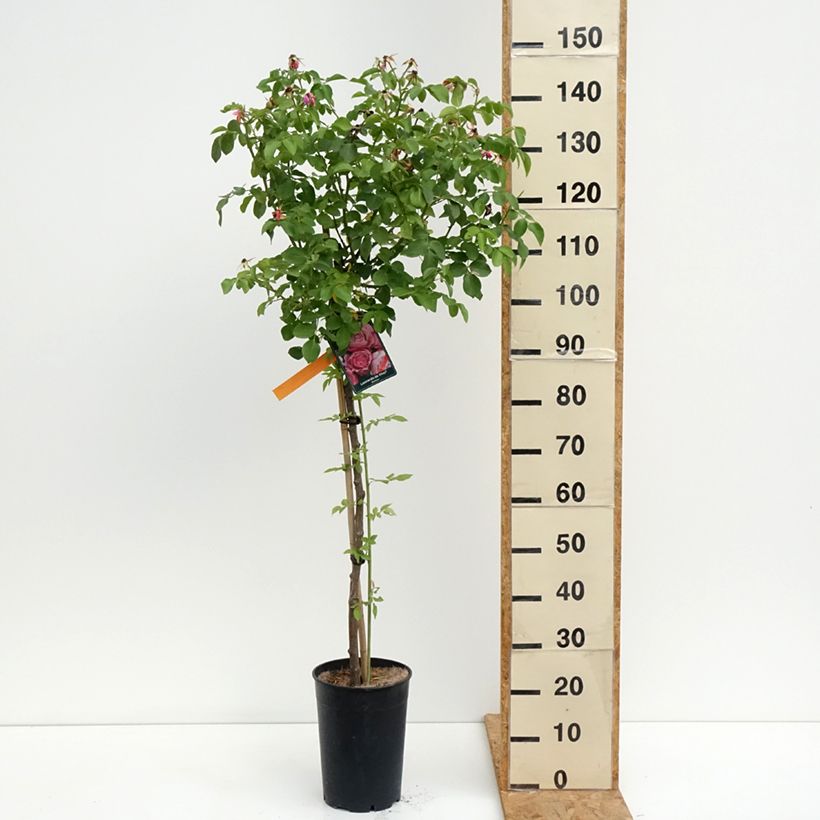 Amostra de Rosier tige Leonardo da Vinci Pot de 7,5L/10L tal como entregue no verão