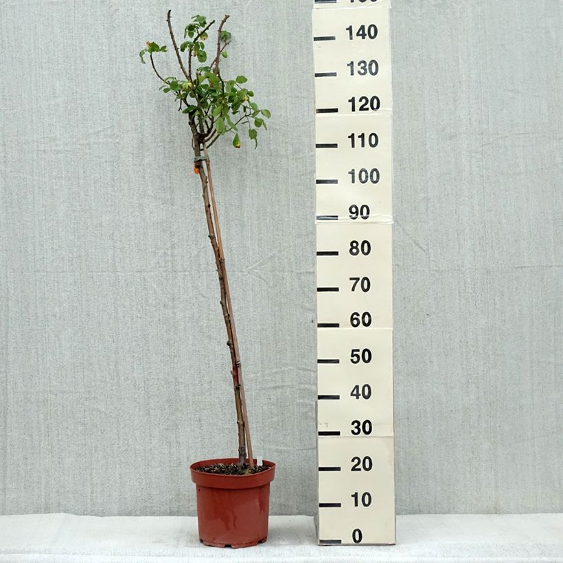 Amostra de Rosier tige Line Renaud  Pot de 7,5L/10L, Tige tal como entregue no outono