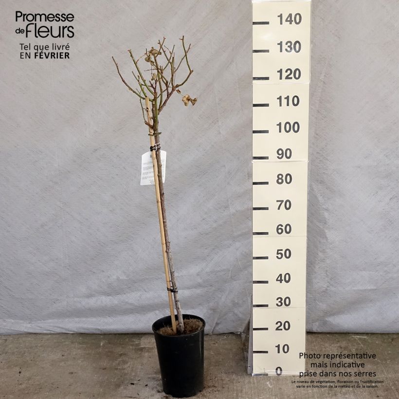 Amostra de Roseira padrão Minerva Vaso de 7,5 L/10 L, Haste tal como entregue no inverno