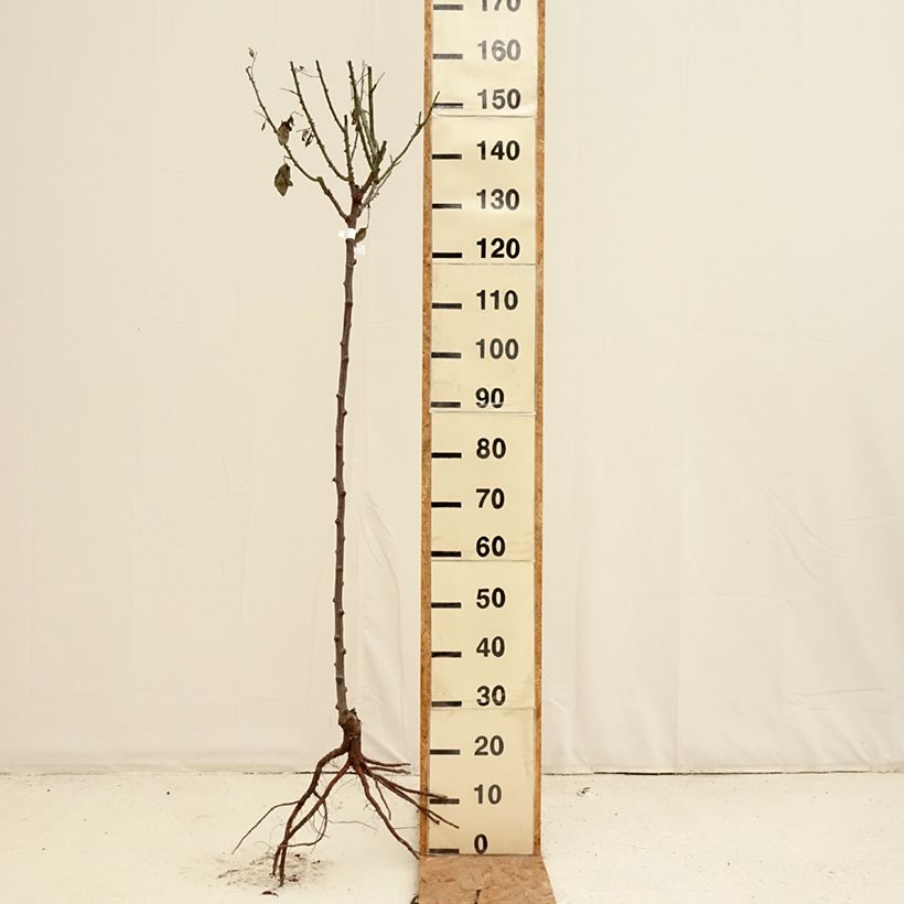 Amostra de Rosier tige Mister Lincoln Grandes Racines nues tal como entregue no inverno