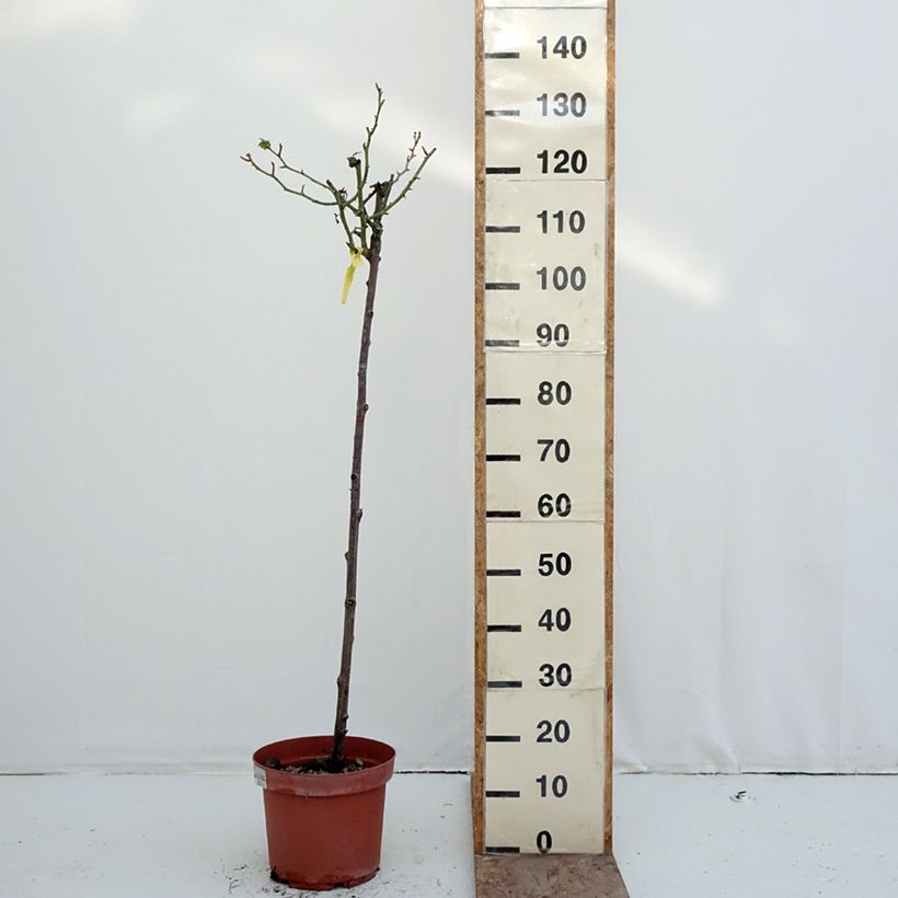 Amostra de Roseira padrão Mythique Vaso de 7,5 L/10 L, Haste tal como entregue no inverno