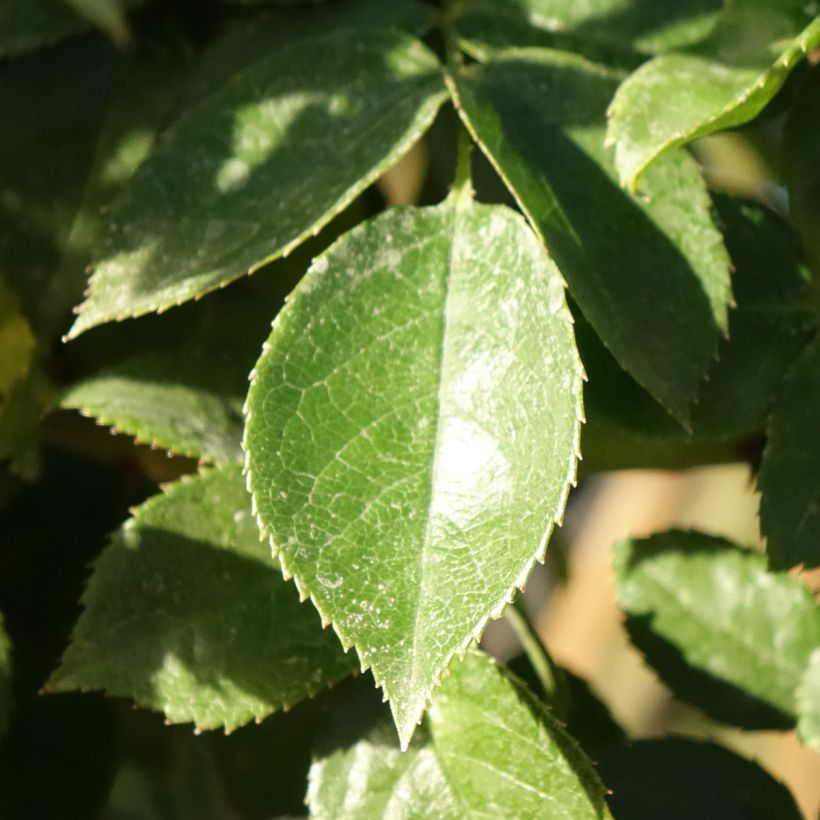 Roseira padrão Mythique (Folhagem)