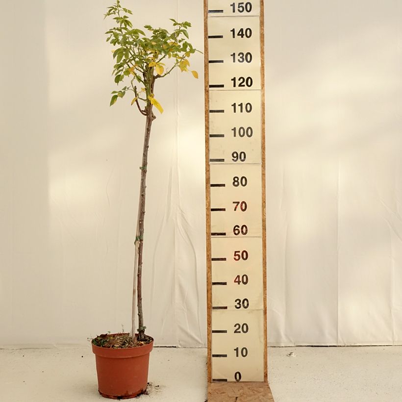 Amostra de Roseira padrão Mythique Vaso de 7,5 L/10 L, Haste tal como entregue no outono