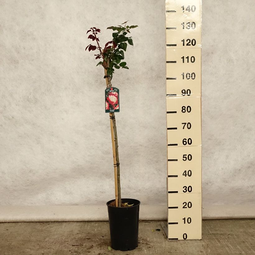 Amostra de Roseira padrão Nostalgie Vaso de 6 L/7 L, Haste tal como entregue no verão