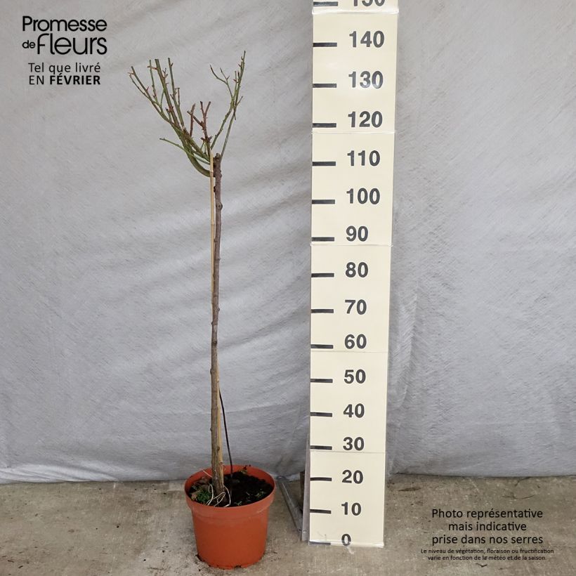 Amostra de Roseira padrão Nostalgie Vaso de 6 L/7 L, Haste tal como entregue no inverno