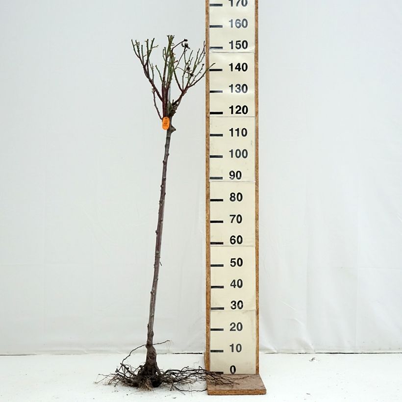 Amostra de Roseira padrão Pullman Orient Express Raízes nuas, Haste tal como entregue no inverno