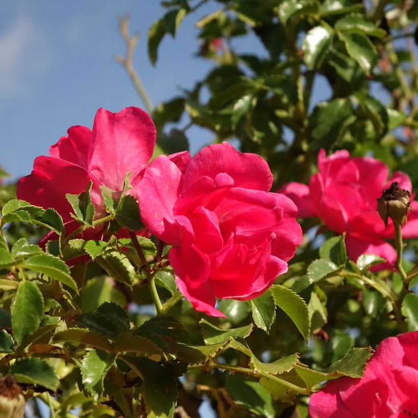 Roseira chorão Magic Meidiland (Floração)