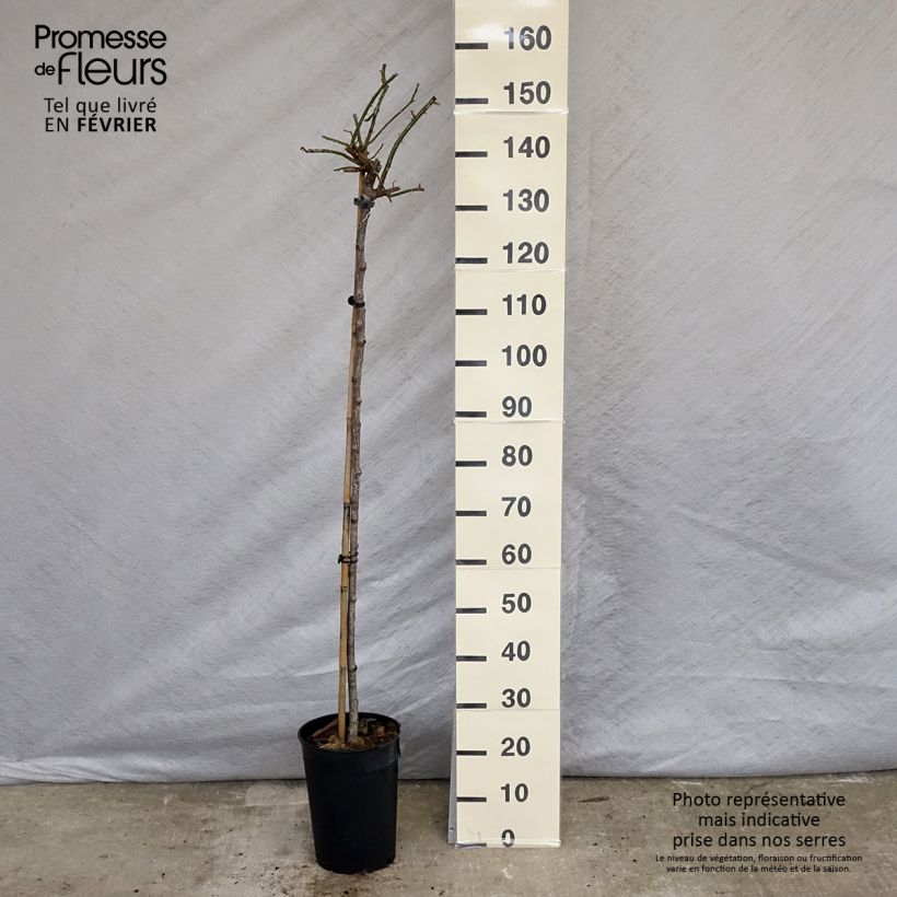 Amostra de Rosier tige pleureur New Dawn Pot de 7,5L/10L tal como entregue no inverno