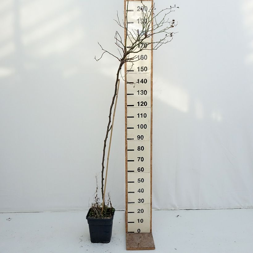 Amostra de Rosier tige pleureur Scarlet Meillandecor Meikrotal  Pot de 7,5L/10L tal como entregue no inverno