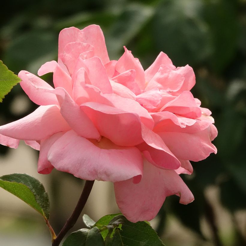 Roseira padrão Queen Elisabeth (Floração)
