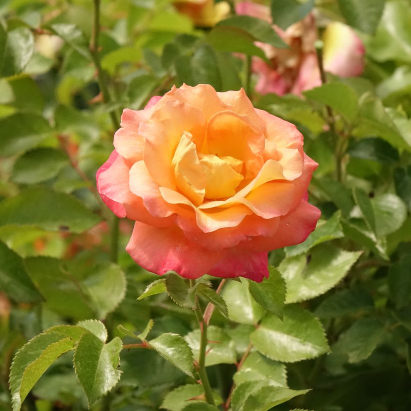 Roseira padrão Britannia (Floração)