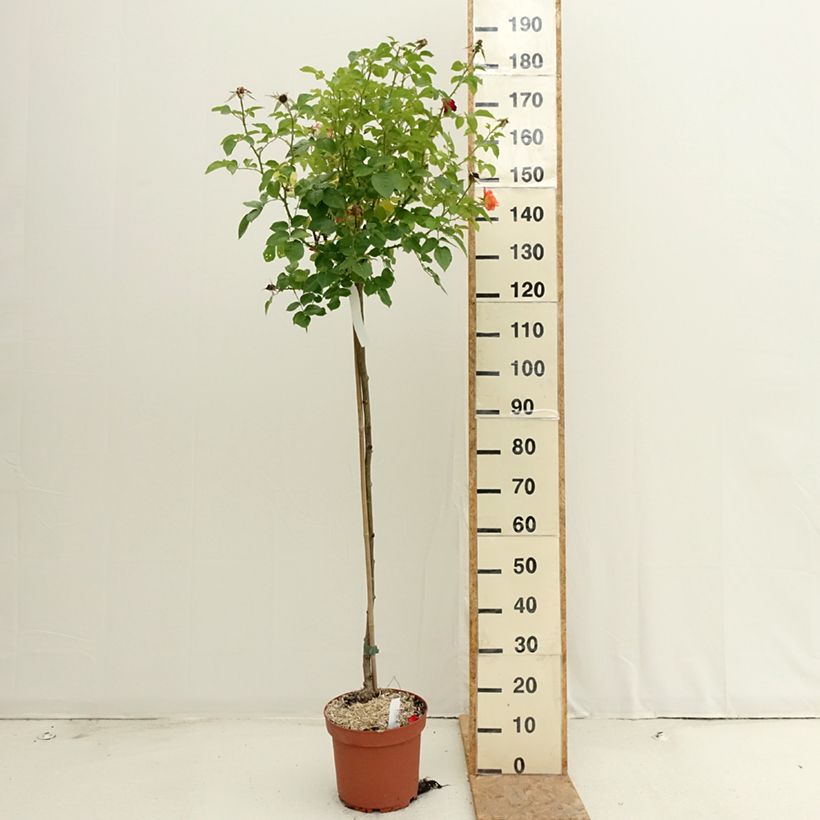 Amostra de Rosier tige Rochemenier Village Pot de 7,5L/10L tal como entregue no verão