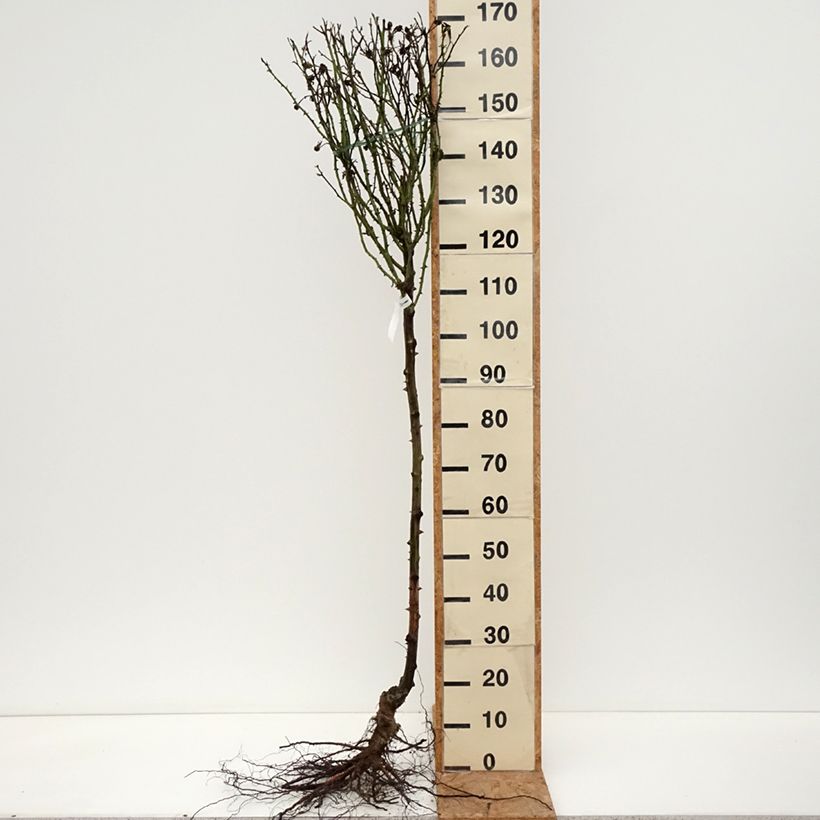 Amostra de Rosier tige Rochemenier Village Petites Racines nues tal como entregue no inverno