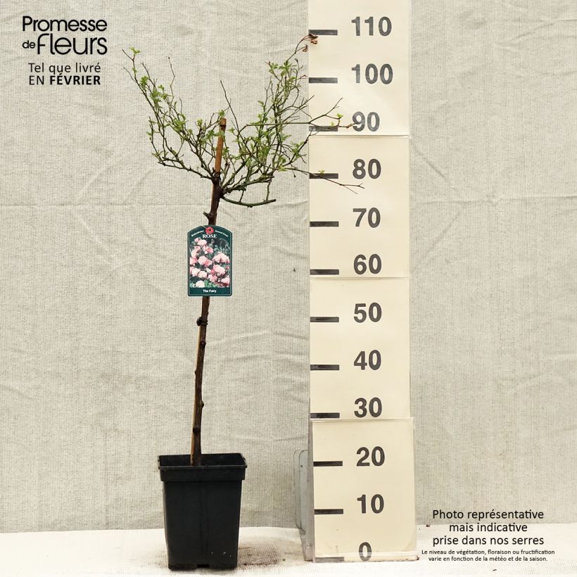 Amostra de Rosier Tige The Fairy Vaso de 7,5 L/10 L, Haste tal como entregue no inverno
