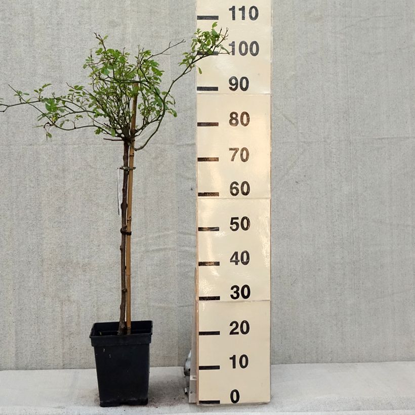 Amostra de Roseira padrão The Fairy Vaso de 7,5 L/10 L, Haste tal como entregue na primavera