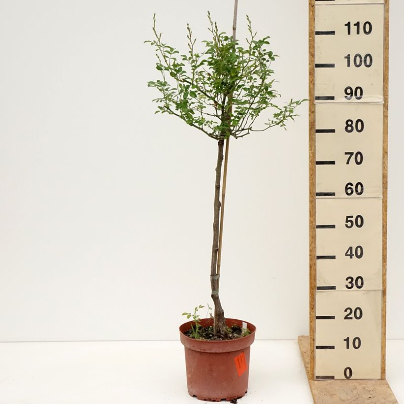 Amostra de Roseira padrão The Fairy Vaso de 4 L/5 L, Haste tal como entregue na primavera