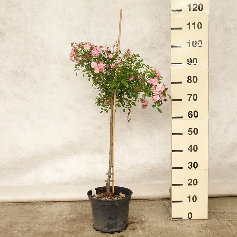 Amostra de Roseira padrão The Fairy Vaso de 4 L/5 L, Haste tal como entregue no verão