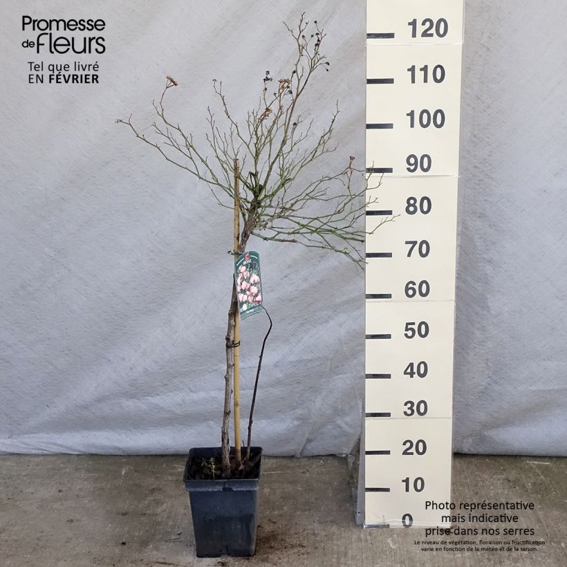 Amostra de Rosier Tige The Fairy Vaso de 4 L/5 L, Haste tal como entregue no inverno