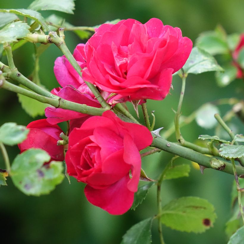 Roseira padrão Gärtnerfreude (Floração)