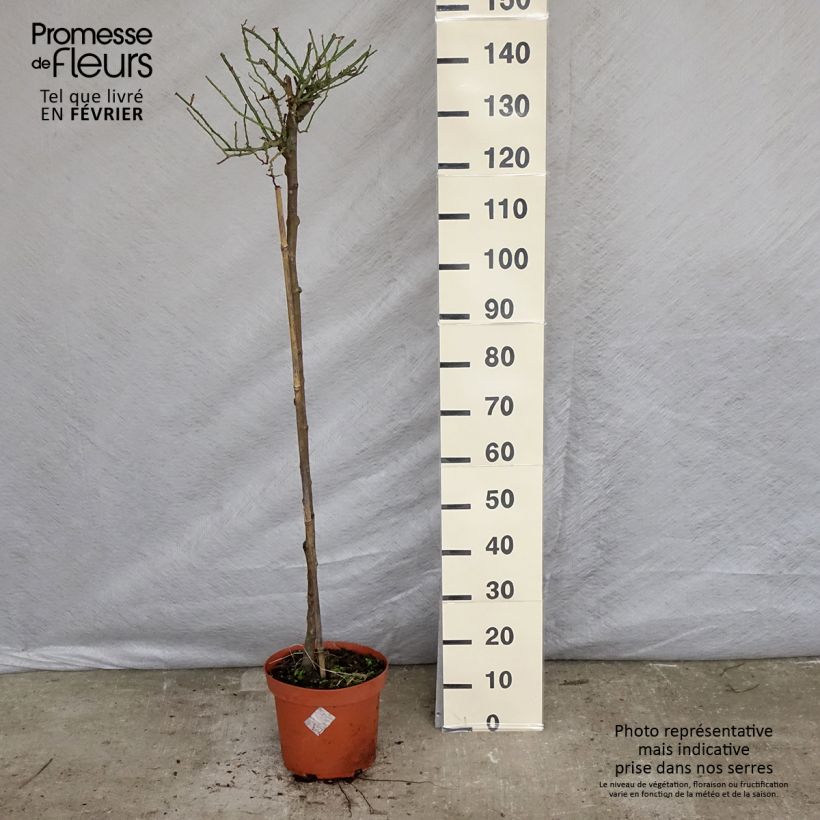 Amostra de Rosier tige Toscana Vaso de 4 L/5 L, Haste tal como entregue no inverno