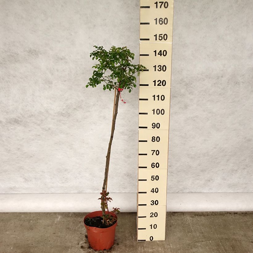 Amostra de Roseira padrão Gärtnerfreude Vaso de 4 L/5 L, Haste tal como entregue na primavera