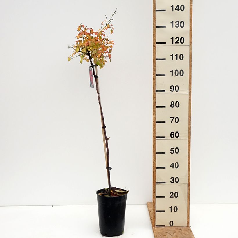 Amostra de Roseira padrão Gärtnerfreude Vaso de 4 L/5 L, Haste tal como entregue no outono