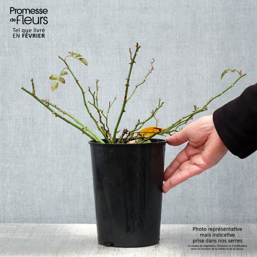 Amostra de Rosier Sans Contraintes Toscana / Gärtnerfreude Vaso de 3 L/4 L tal como entregue no inverno