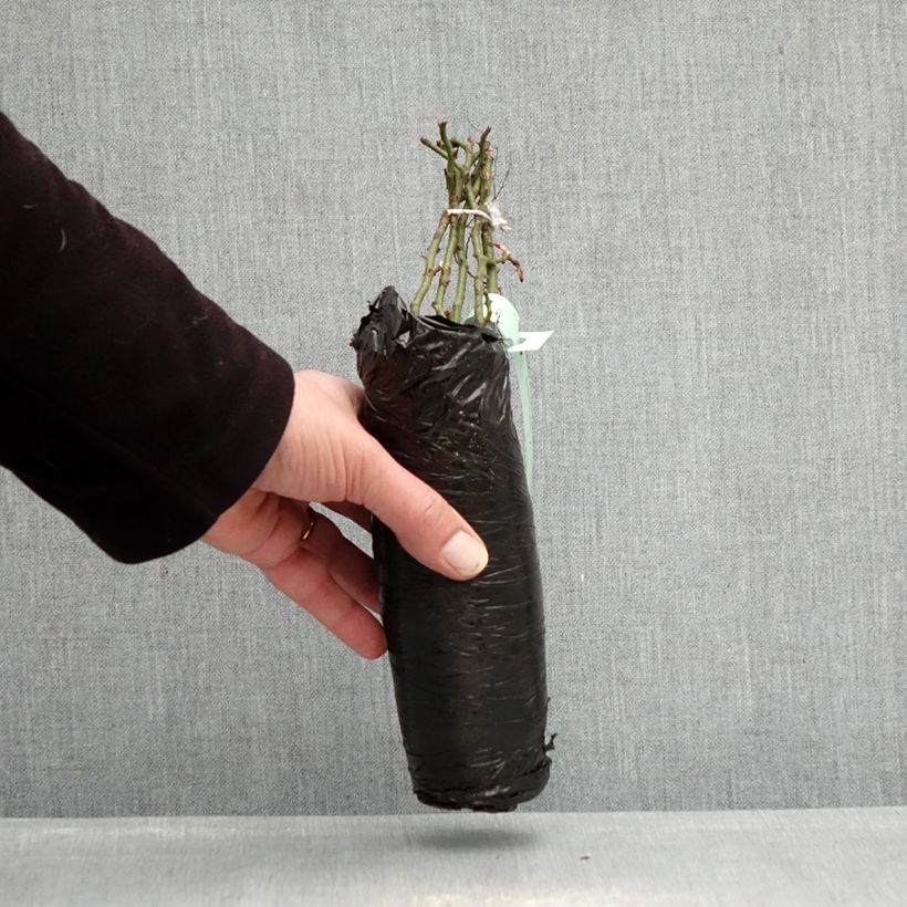 Amostra de Roseira floribunda Larissa Raízes nuas em torrão tal como entregue no inverno