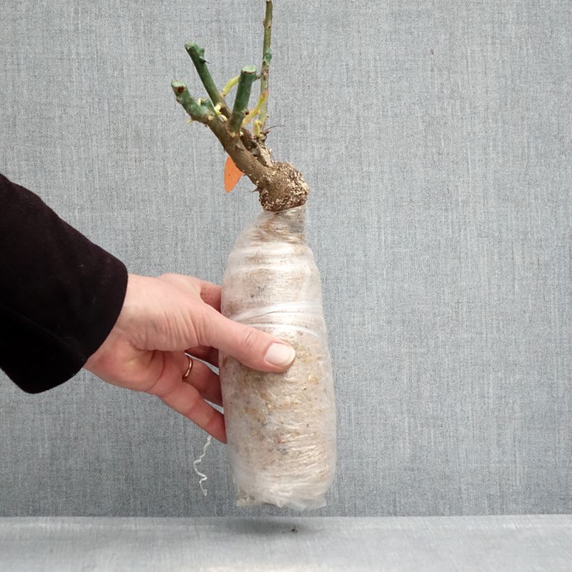 Amostra de Roseira floribunda Urban Streetlight Phoenix Raízes nuas em torrão tal como entregue no inverno