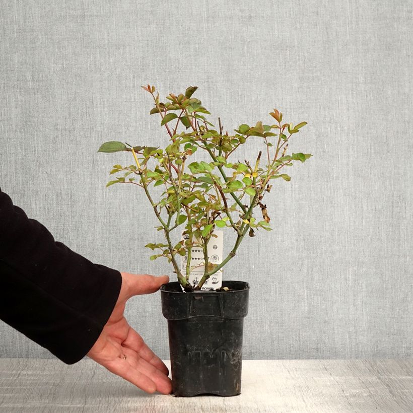 Amostra de Rosier Urban Streetlight Rekord Cubana Vaso de 10 cm/11 cm tal como entregue na primavera