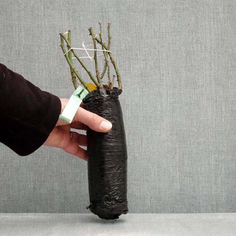 Amostra de Roseira floribunda Urban Streetlight Rekord® Cubana® Raízes nuas em torrão tal como entregue no inverno