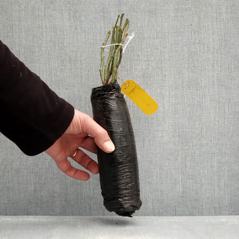 Amostra de Roseira floribunda Urban Streetlight Rekord® Sommerabend® Raízes nuas em torrão tal como entregue no inverno